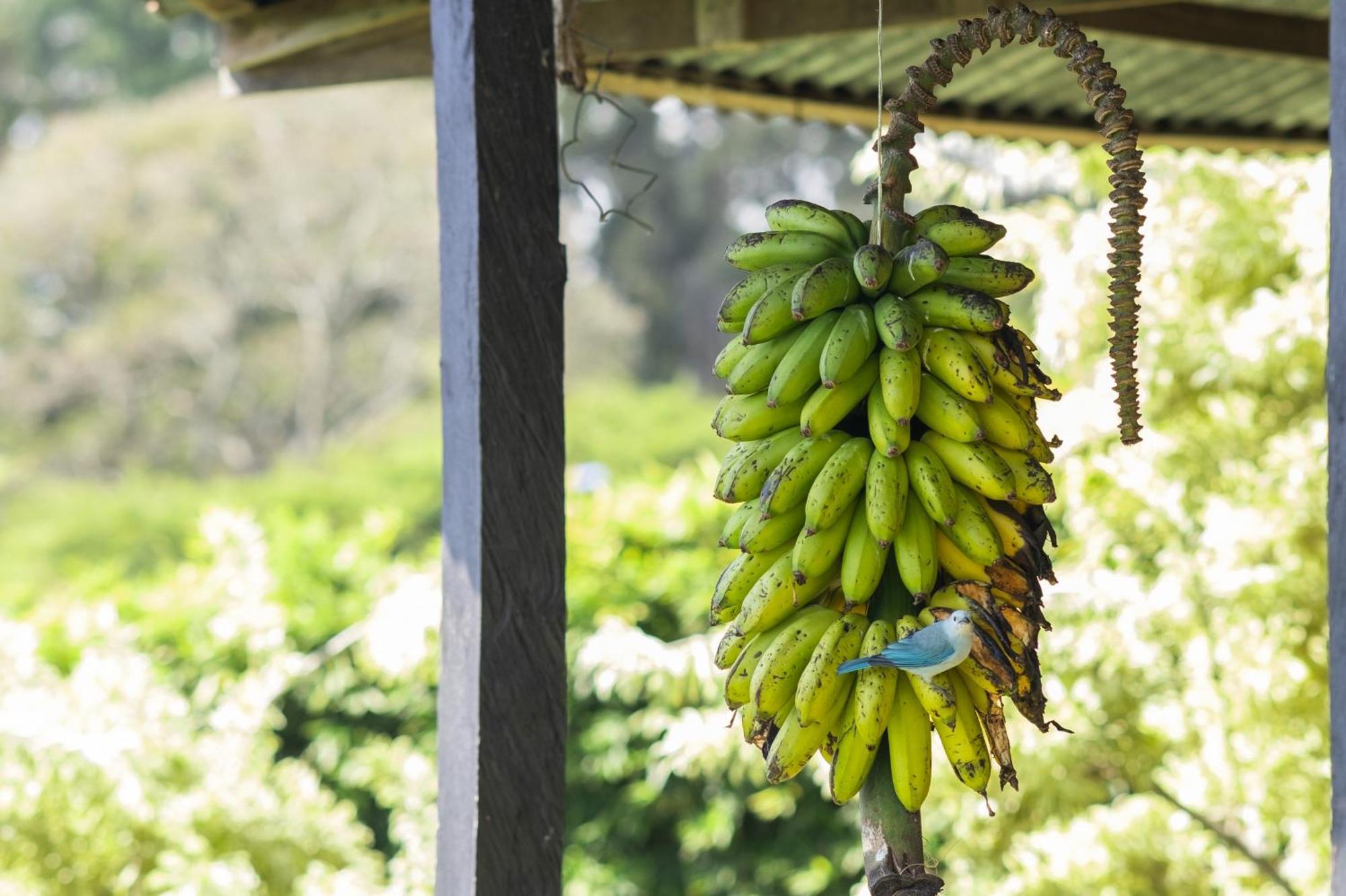 Coffee Garden Ranch Costa Rica Concepcion (Heredia) Exterior foto